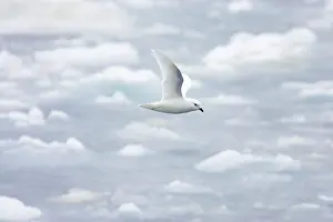 Nivea: Snow Petrel - in flight over pack ice