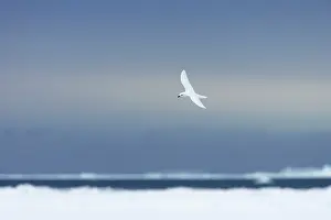 Nivea: Snow Petrel - in flight over pack ice