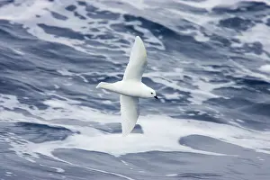 Nivea: Snow Petrel - in flight over sea