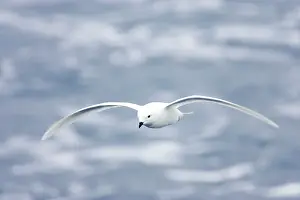 Nivea: Snow Petrel - in flight over sea