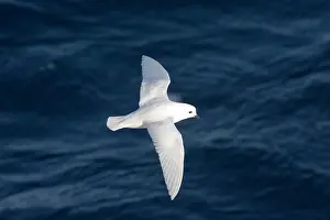 Nivea: Snow Petrel - Flying over sea