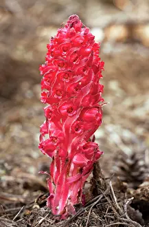 Sanguinea: Snow plant or Snow flower - parasitic on fungi