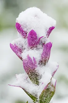Castilleja: Snow plastered Indian Paintbrush (Castilleja sp.)