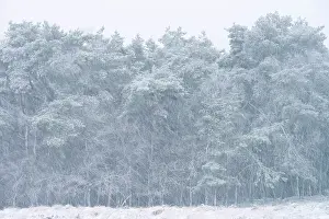 Shower: Snow shower covering unidentified trees