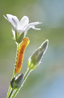 Cerastium: Snow in summer