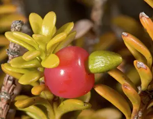 Gymnosperm: Snow totara in fruit'. A dwarf podocarp (primitive