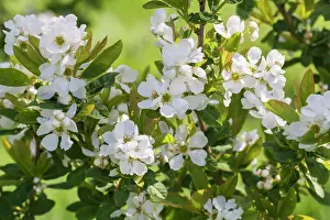 Sawtooth: Snow White Tree, Exochorda serratifolia, White subject