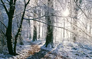 Track: SNOW - in Woodland