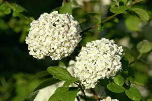 Viburnum: Snowball Bush