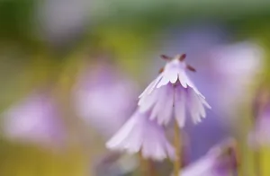 Sudden: Snowbell, Soldanella Sudden Spring, Mauve subject