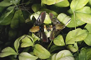 Bumble: Snowberry Clearwing Moths