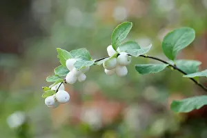 Hispida: Snowberry, Gaultheria hispida, Twig with leaves