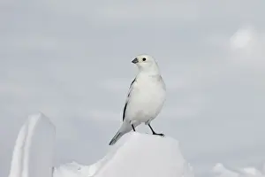 Bunting: Snowbunting male