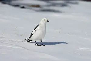 Bunting: Snowbunting male