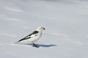 Bunting: Snowbunting male