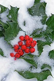 Snowcovered: Snowcovered and frozen Holly branch with red berries