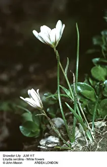 Snowdon: SNOWDON LILY