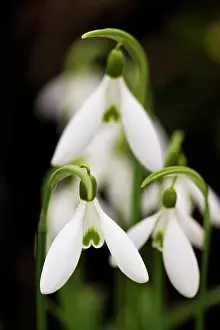 Snowdrops: Snowdrop