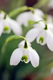 Snowdrops: Snowdrop