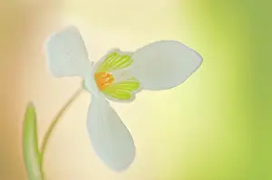 Condolence: Snowdrop