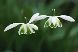Angels: Snowdrop