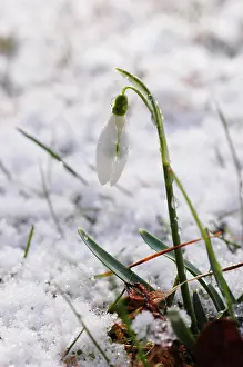 Unhappy: Snowdrop