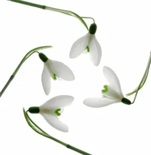Comedy: Snowdrop