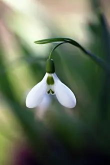 Unhappy: Snowdrop