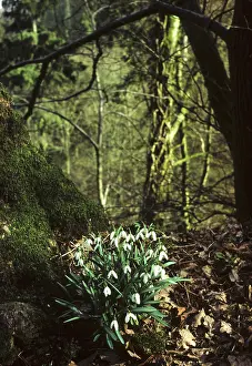 Unexplained: Snowdrop