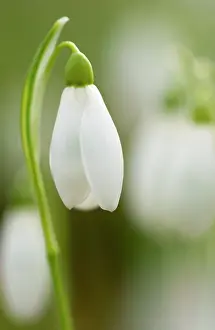 Weak: Snowdrop