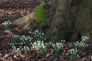 Proportion: Snowdrop
