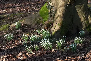 Proportion: Snowdrop