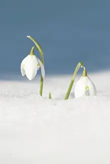 Bashful: Snowdrop