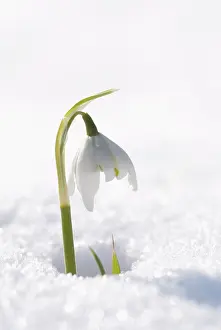 Minimal: Snowdrop