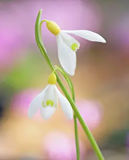 Nurturing: Snowdrop