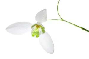 Photographic: Snowdrop