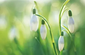 Inspiring: Snowdrop