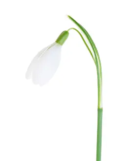 Progression: Snowdrop