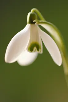 Exquisite: Snowdrop