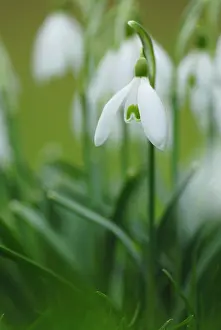 Leadership: Snowdrop