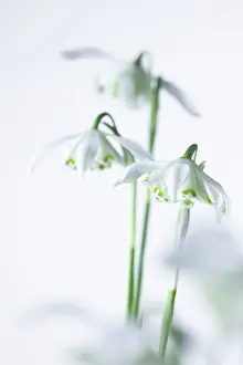 Sympathy: Snowdrop