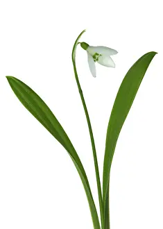 Jasmine: Snowdrop