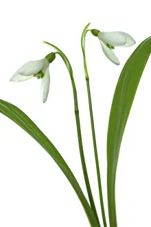 Poise: Snowdrop