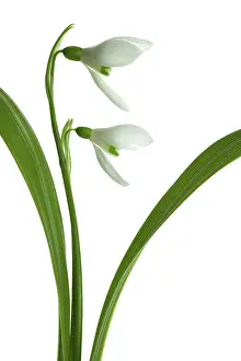 Combined: Snowdrop
