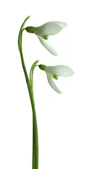 Combined: Snowdrop