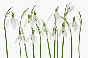 Supple: Snowdrop