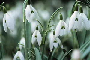Weak: Snowdrop