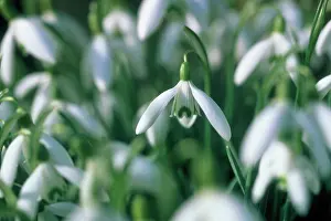 Galanthus: Snowdrop