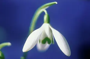 Galanthus: Snowdrop