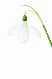 Supple: Snowdrop